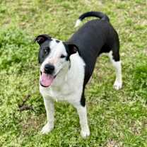 Thumbnail photo of Dottie #1