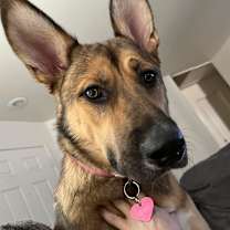 Thumbnail photo of Piper #1