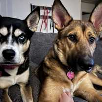 Thumbnail photo of Piper #3