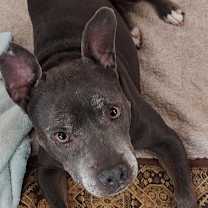 Thumbnail photo of Scout #2