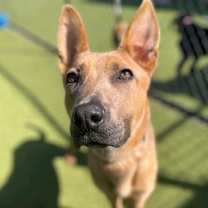 Thumbnail photo of Mallard Sweeney #2