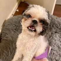 Thumbnail photo of Bailey Bob #1