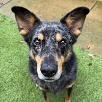 Thumbnail photo of Nigel #2