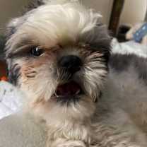 Thumbnail photo of Bailey Bob #2