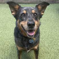 Thumbnail photo of Nigel #3