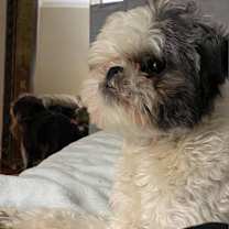 Thumbnail photo of Bailey Bob #3