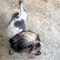 Thumbnail photo of Bailey Bob #4