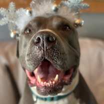 Thumbnail photo of Abe #1