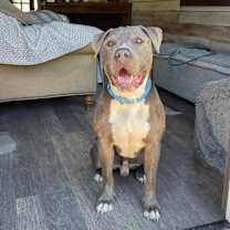 Thumbnail photo of Abe #2