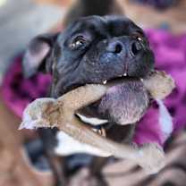 Thumbnail photo of Scout #4