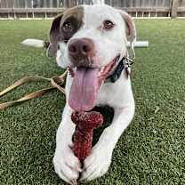 Thumbnail photo of Hank #2