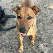 Thumbnail photo of Rosie #2