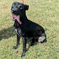 Thumbnail photo of Java #2