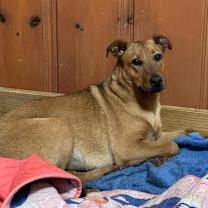 Thumbnail photo of Rosie #3