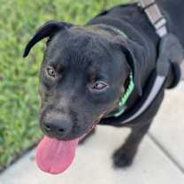 Thumbnail photo of Croissant #3