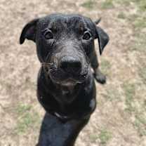 Thumbnail photo of Croissant #4