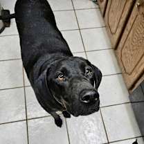 Thumbnail photo of Harley #2