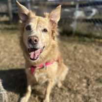 Thumbnail photo of Pebbles #1