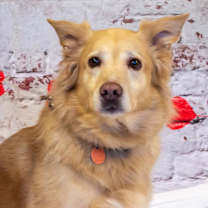 Thumbnail photo of Pebbles #2
