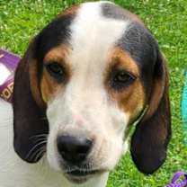 Thumbnail photo of Sadie #1