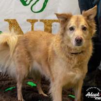 Thumbnail photo of Pebbles #3