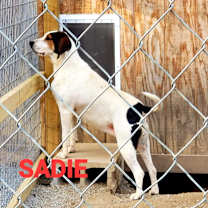 Thumbnail photo of Sadie #2