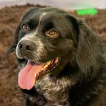 Thumbnail photo of Dillon #1
