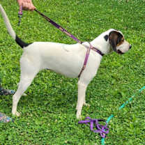 Thumbnail photo of Sadie #3
