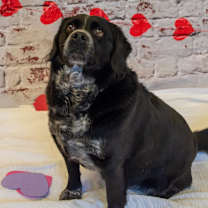 Thumbnail photo of Dillon #2