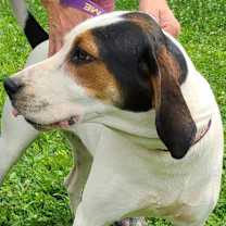 Thumbnail photo of Sadie #4