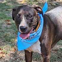 Thumbnail photo of Hercules #1