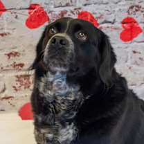 Thumbnail photo of Dillon #3