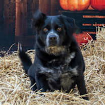 Thumbnail photo of Dillon #4