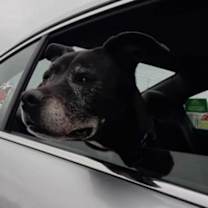 Thumbnail photo of Barkley #4