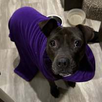 Thumbnail photo of Skittles #2