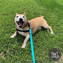 Thumbnail photo of Spike #1