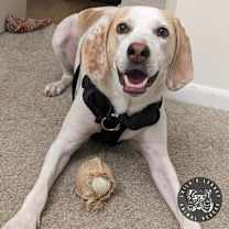 Thumbnail photo of Inca #2