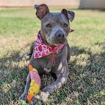 Thumbnail photo of Love Bug #3