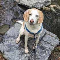 Thumbnail photo of Inca #3