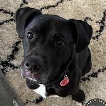 Thumbnail photo of Stella #3