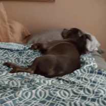 Thumbnail photo of Love Bug #4