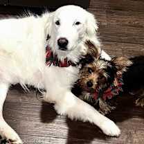 Thumbnail photo of Snowy #2