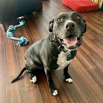 Thumbnail photo of Cookie #1