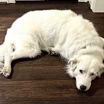 Thumbnail photo of Snowy #3