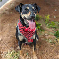 Thumbnail photo of Buck #1