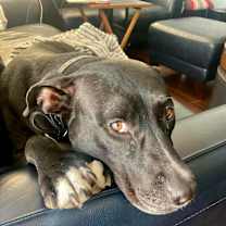 Thumbnail photo of Cookie #2