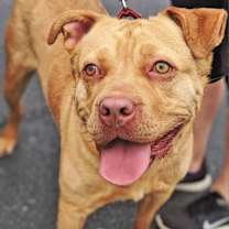 Thumbnail photo of Chico #1