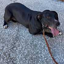 Thumbnail photo of Cookie #3