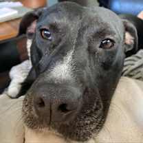 Thumbnail photo of Cookie #4