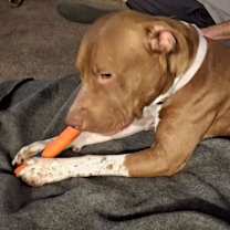 Thumbnail photo of Miss Piggy #2